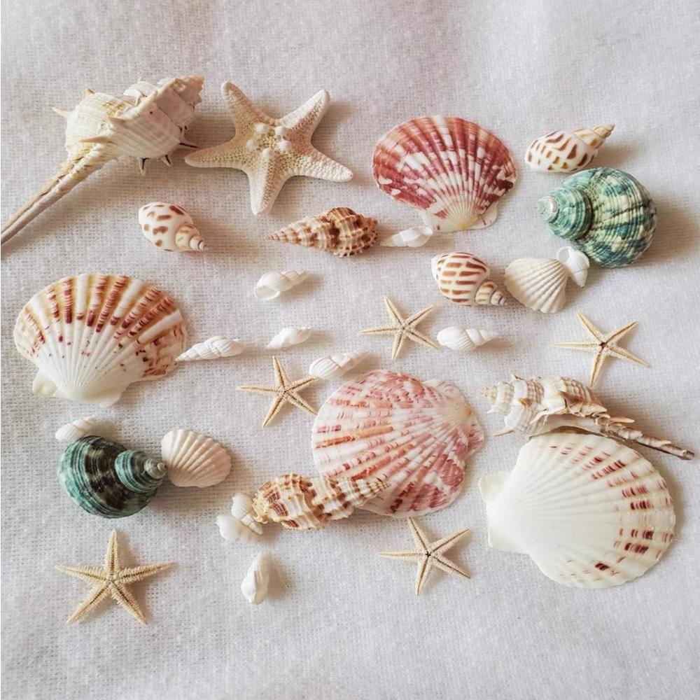 Assorted Seashell and Starfish Set - Natural and Green